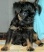Zwerggriffon Brüsseler Griffon Belgischer Griffon