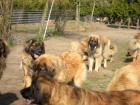Leonberger mit Ahnetafel