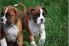 Schöne reinrassige Dobermannwelpen mit Papieren.