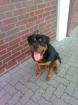 Rottweiler 18 monate bild schön und kräftig