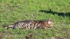 Bengalkatzen Bengalkatze Bengalkater