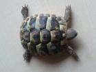 3 Jahre alte griechische Landschildkröte