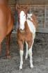 Bildhübscher Paint Horse Stutjähling zu verkaufen
