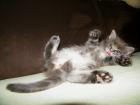 Maine Coon Kitten