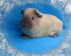 California Meerschweinchen US Teddy und Glatthaar