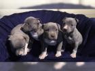 Super-suser-pit-bull-welpe-mit-papieren/