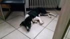 Lenny sucht ein neues Zuhause