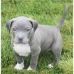 Pitbull Welpe APBT 12 Wochen alt weiß