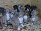UKC - American Pitbull Terrier Rote und blaue Nase