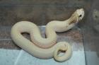 Heterodon - Hakennasennnatter - Hognose