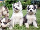 Reinrassige Siberian Husky Welpen mit ahnentafel