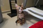 Verschmuste Bengal Kitten abgabebereit mit Stammbaum