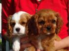 Mini supersüße Cavalier-King-Charles Spaniel Welpen