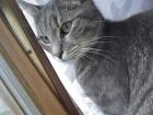 Katze wird vermisst