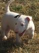 Wundervolle Miniatur Bullterrier welpen aus pll freier