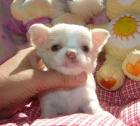 Chihuahua Welpen Geimpft Registriert. .