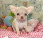 Reizender Chihuahua Welpen / Rüde mit VDH Papieren zu verkaufen