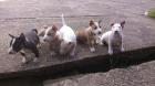Miniatur Bullterrier Hündinnen und Rüden mit VDH Ahnentafel