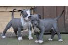 American Pit Bull Terrier Welpen zu verkaufen