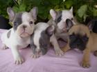 Blau Französische Bulldogge Welpen whatsapp 4915145672158