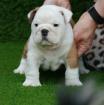Englische Bulldogge Welpen