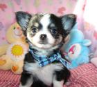 Mini-Lang und Kurzhaar Mini Chihuahua welpen sucht ein zu Hause.