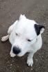 Dogo Argentino Rüde unkastriert gechipt geimpft entwurmt