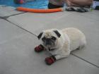 Wunderschöne Pug-Welpen