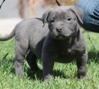 Kräftige Blue Line Welpen - Pitbull