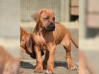 Rhodesian Ridgeback Welpen- 11 Wochen alt