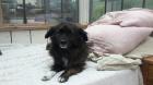 HUNDESITTER GASSIGEHER HUNDEBETREUUNG