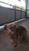 Suche Welpe / Junghund