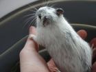Rennmaus männlich 14 Monate sucht neues Zuhause