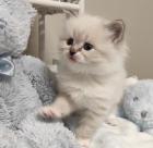 Ragdoll-Kätzchen 4917683845297