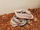 Kornnatter Nachzuchten aus Coral Snow Tessera Motley X Striped het. Sunkissed x C
