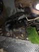 3 Vogelspinnen zu verkaufen