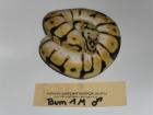 Königspython / Python Regius