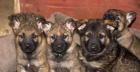 Schäferhund Welpen aus Kör-und Leistung grau mit SV-Papieren