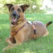 AMY-MA - Mali-Schäferhund-Mix - 7 Jahre - Tierhilfe-Franken e. V.
