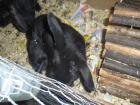 Drei süsse Zwergkaninchenbabys