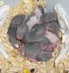 Ratten Welpen Russisch Blau Rattenbabys
