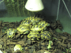 Griechische Landschildkröten