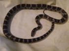 Kornnatter Pantherophis Guttatus BL zu verkaufen