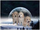 Golden Retriever Welpen