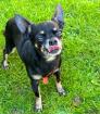 TRIXIMAUS - anhänglicher Chihuahua - 9 Jahre - Tierhilfe-Franken e. V.
