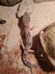 Leopardengecko weiblich