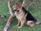 Deckrüde - Altdeutscher Schäferhund