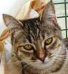Notfall Super schmusige Tigerkatze Josefina verliert ihr Zuhause
