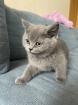 BKH kitten dürfen ins neue Zuhause