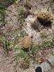 Griechische Landschildkröte Thb Weibchen adult 15 Jahre alt eierlegend